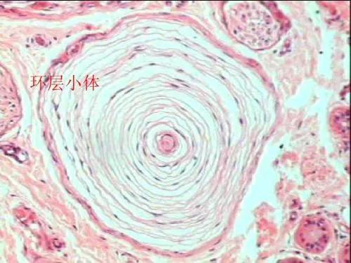 好用的按摩轴,按摩轴好还是按摩器好