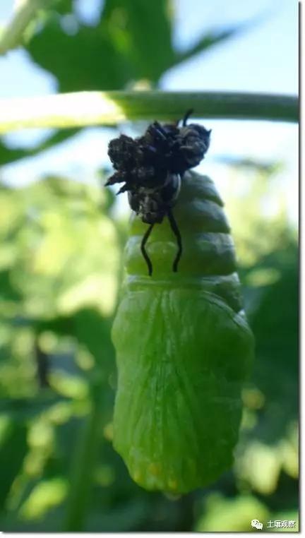 写观察记录什么植物能快速生长,观察植物时该如何观察