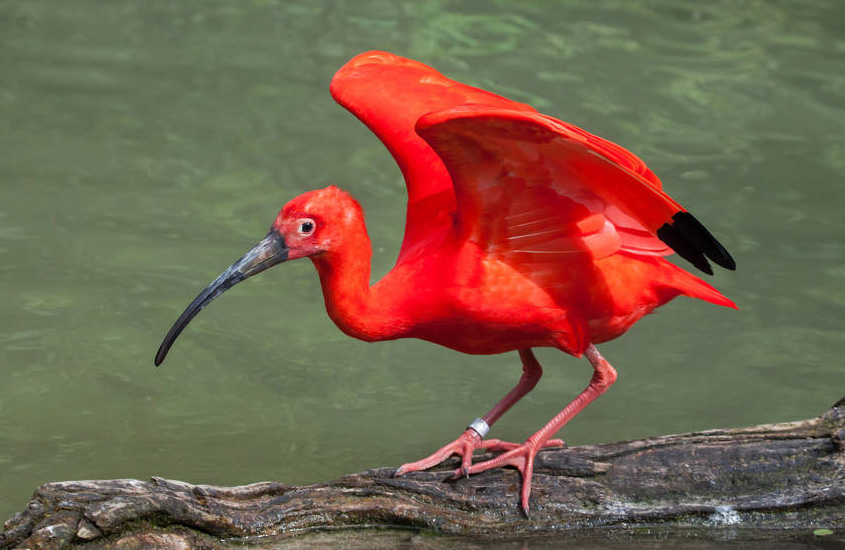 广东常见鸟类图谱图文,广东常见鸟类图谱