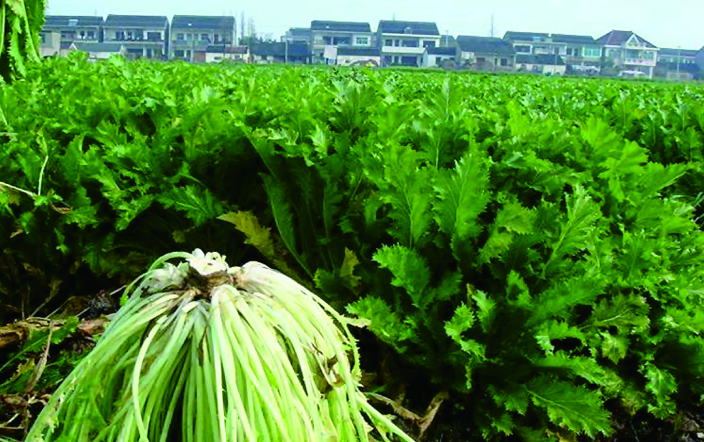 传统腌制咸菜雪菜雪里蕻,正宗手工雪菜