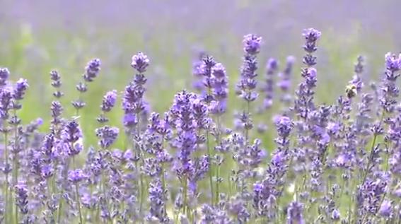 滑县普罗旺斯薰衣草庄园,普罗旺斯花海震撼