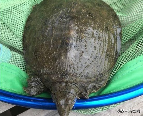 钓甲鱼方法和绝招粤语,钓甲鱼的技巧和方法