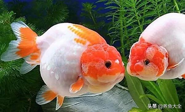 鱼缸出现藻类怎样处理,鱼缸出现青苔如何处理