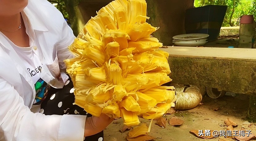 菠萝蜜正确剥法教程,菠萝蜜剥法技巧