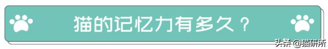 猫咪的记忆是多长时间,猫咪的记忆是永远的吗