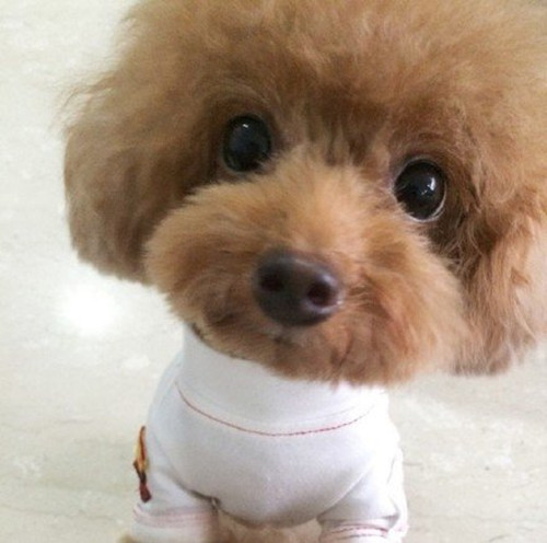 泰迪犬都有哪些优点和缺点,泰迪犬好不好养