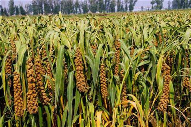 谷子生产技术指南,谷子机械化种植全过程视频