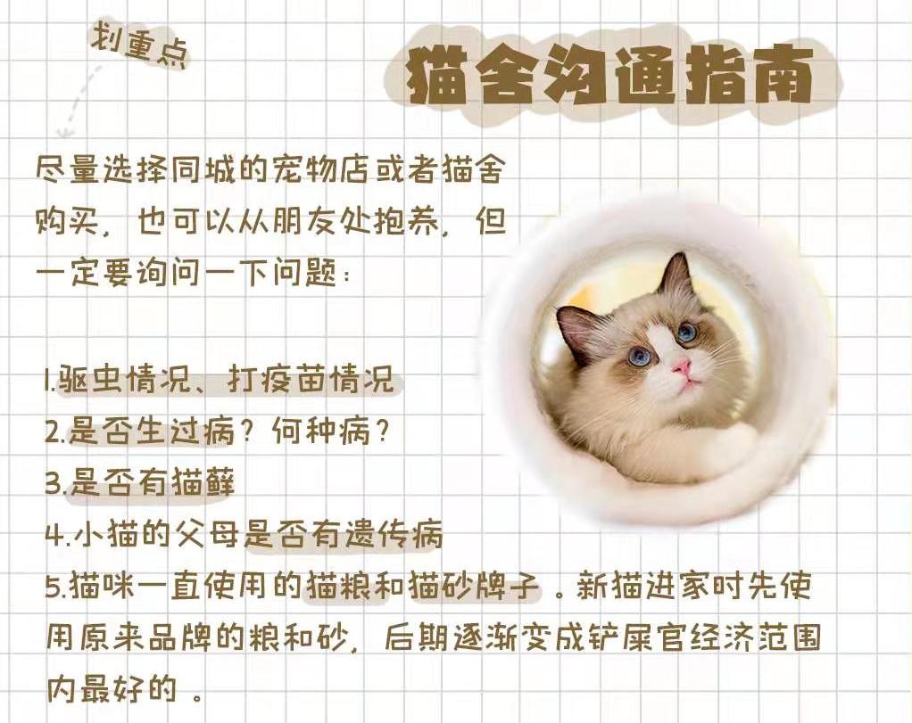 布偶仙女猫高清图片,布偶猫的前世今生
