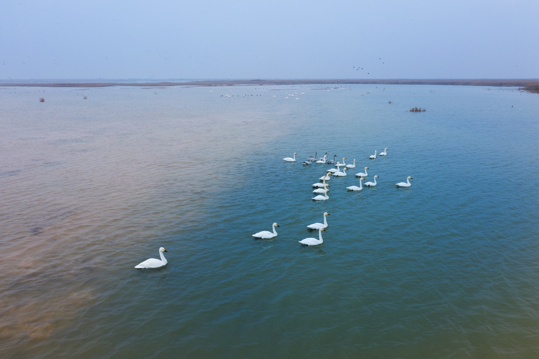 鸟类都会飞往南方过冬吗,鸟类全球迁徙