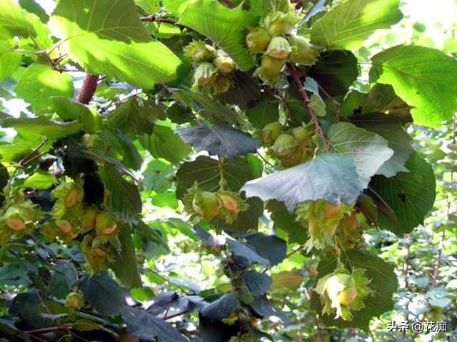榛子的种植方法,坚果之王榛子