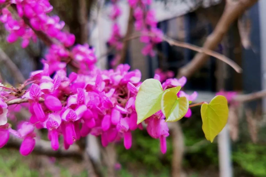 春天的绿色风景,春天的绿色是什么绿