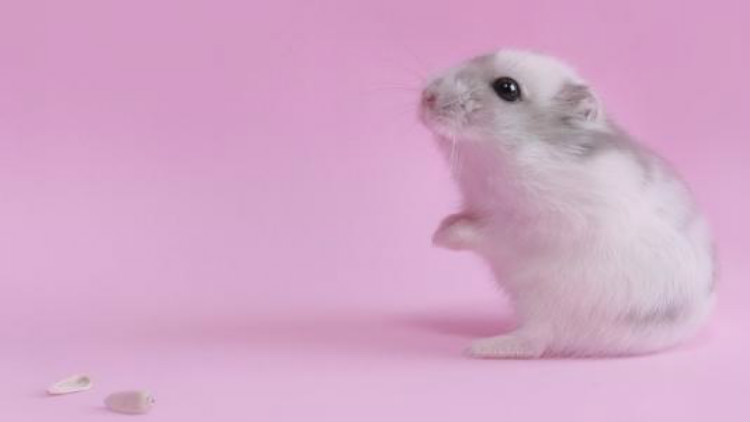 养宠小知识夏天如何健康养宠,养宠小知识大全简短