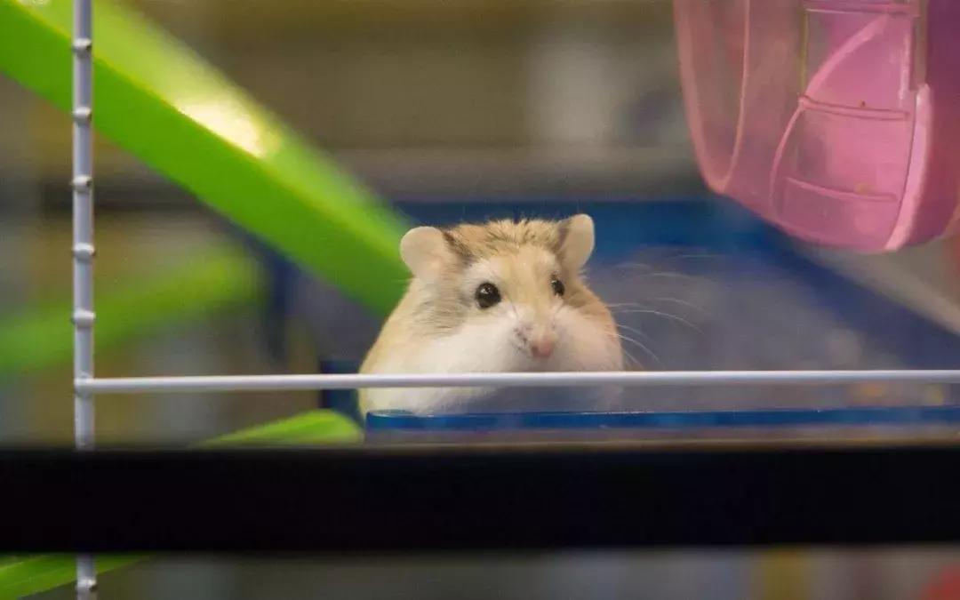 仓鼠饲养八大禁忌仓鼠会认主人吗,仓鼠饲养八大禁忌仓鼠吃什么蔬菜