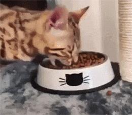 猫咪怎样的表现证明它是挑食了,猫咪挑食不吃西瓜怎么办