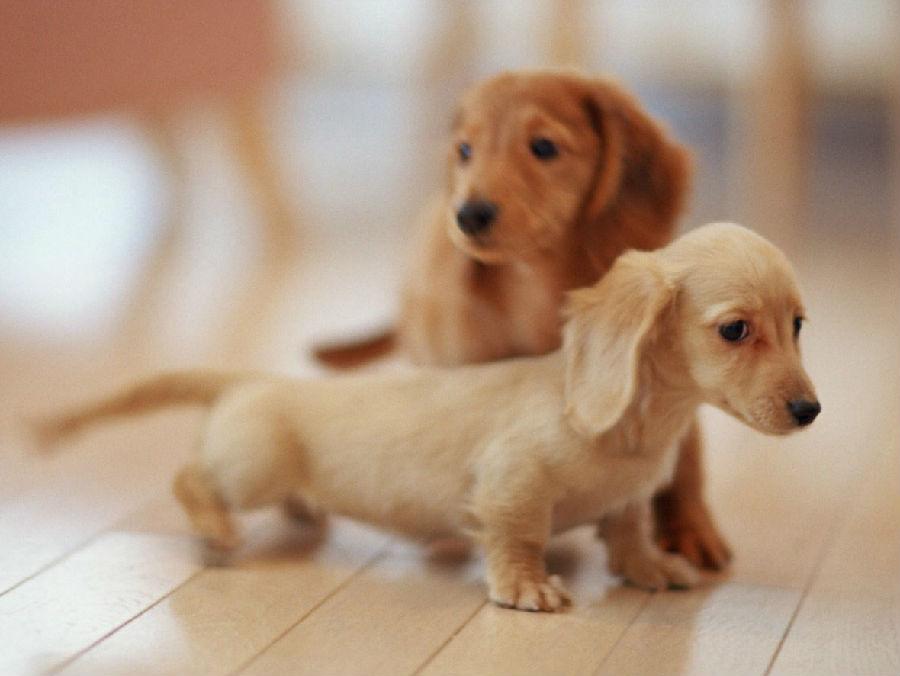 世界上一百种狗的图片,世界十种名贵狗