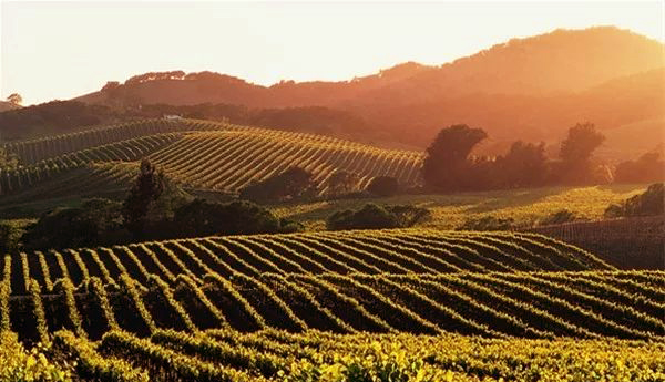 名庄好酒|肥美多汁，妖艳浓郁的美国索诺玛梅洛