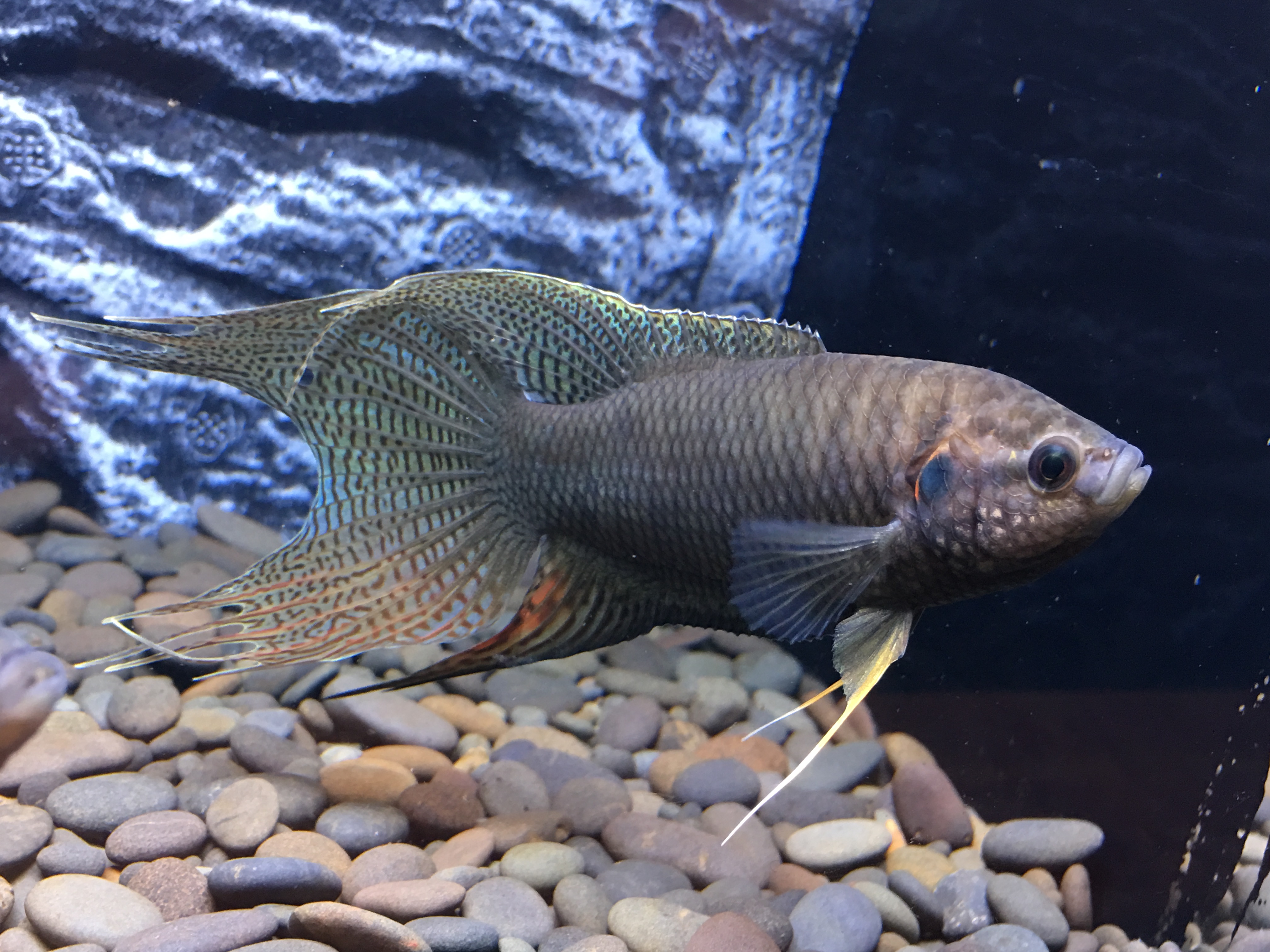 中国斗鱼应该怎么养出状态,中国斗鱼怎么养才漂亮视频