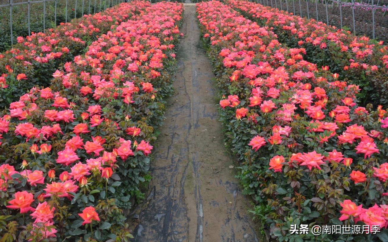 牛气河南,南阳月季基地简介