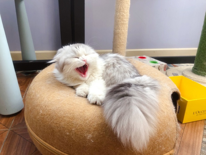 猫毛会引起过敏？唾液、皮屑才是根源，铲屎官需做好三点预防措施