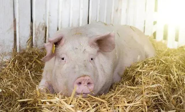 小猪羊水破了长期不下怎么办,猪羊水破了小猪不进产道什么原因