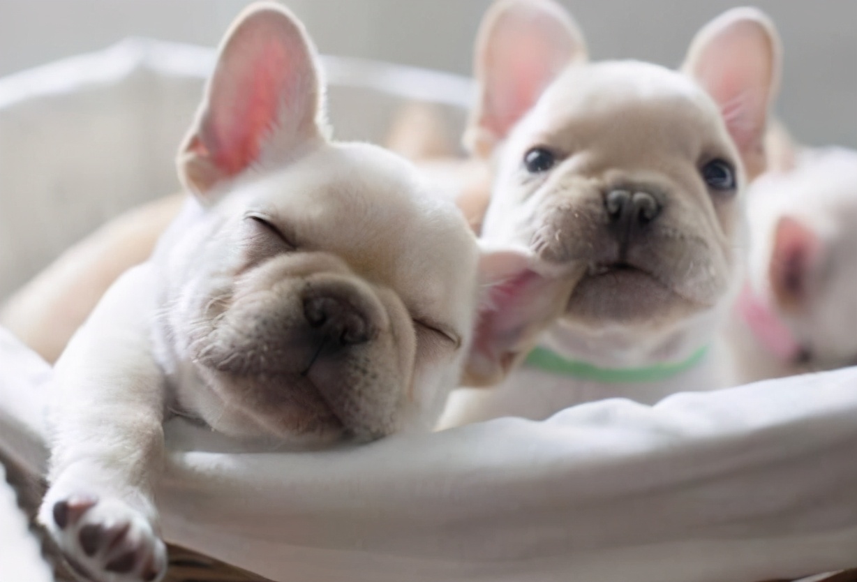 法国斗牛犬有多弱,法国斗牛犬注意事项