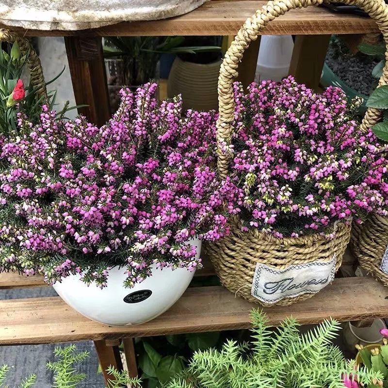 冬天一定要养的十种花,冬天养花养哪些植物好看