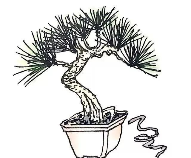 盆景如何养成粗细变化明显,盆景怎么不让树长高