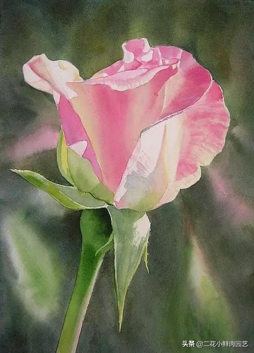 100种花卉绘画,100多张花卉线描手稿素材赶快收藏