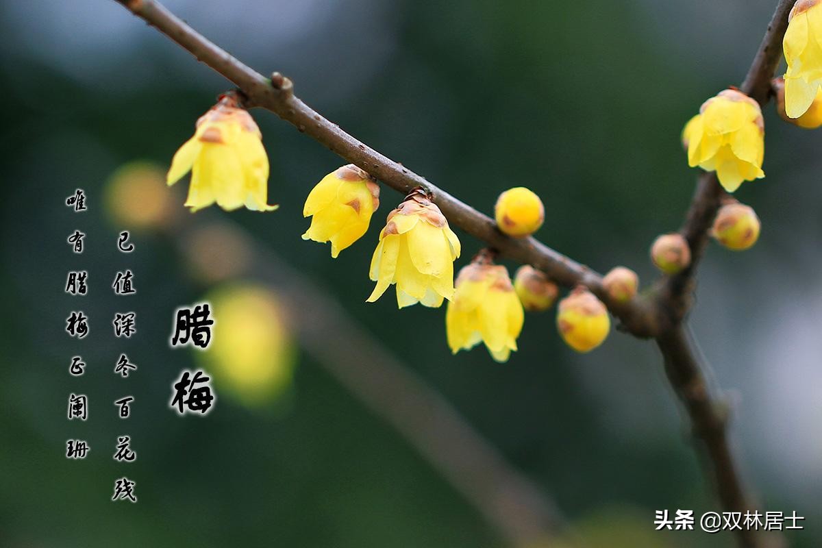 婚礼歌舞歌曲,婚礼圆舞曲