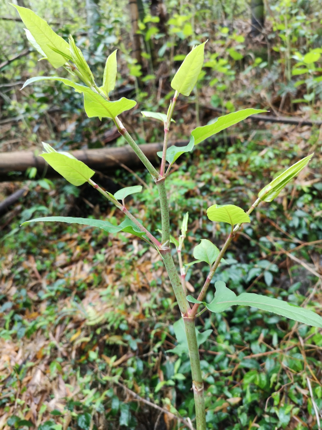 竹林深处探宝——只为了那一棵黄精