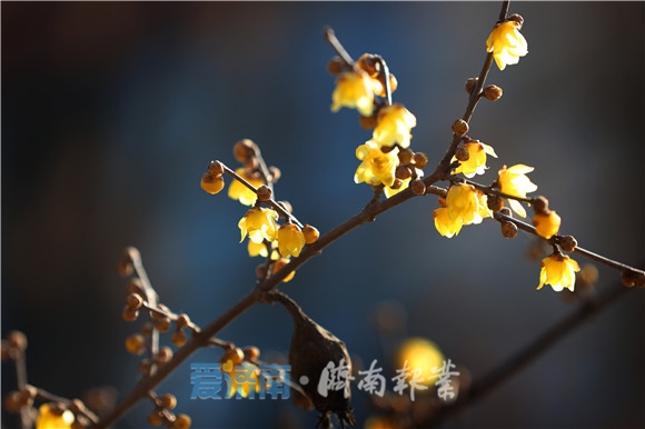 蕊恋黄金分外香腊梅花开俏迎春