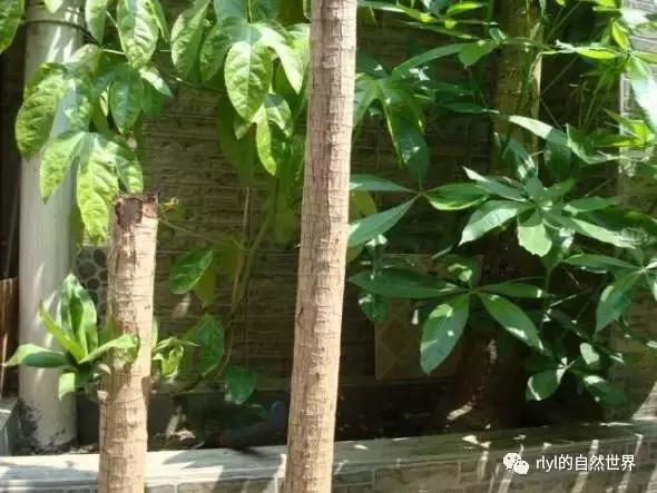 最好养的半水龟排行,半水龟饲养环境简单