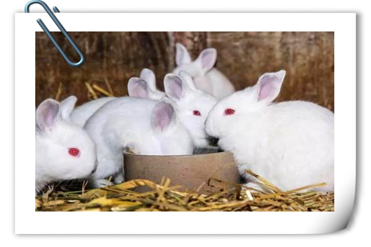 一个人今年想回到农村搞养殖，却不知道养什么好？推荐几个供参考