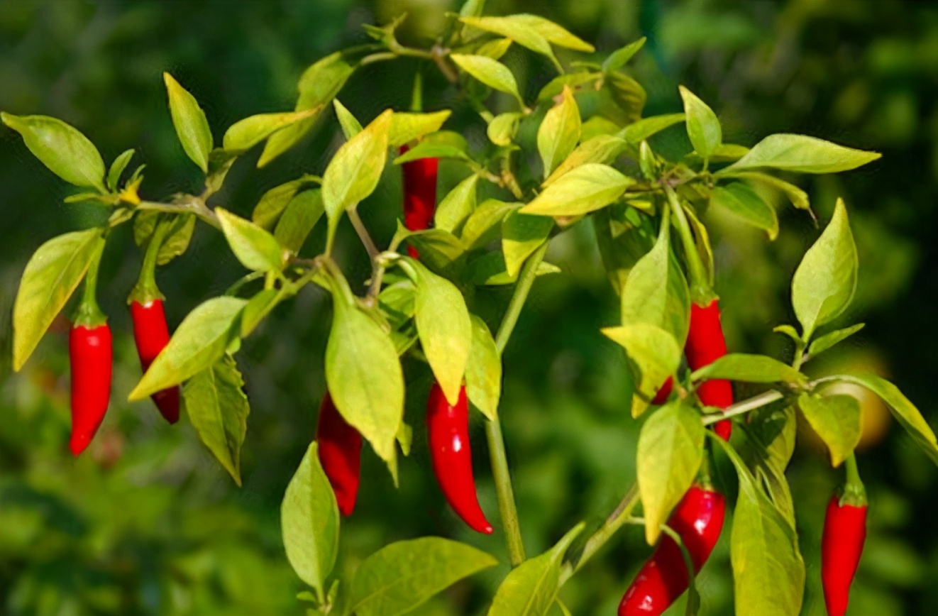 江苏女孩因吃辣椒“全身麻痹”,辣椒精是什么?食物中为何见到它