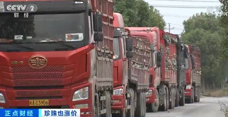 珍珠价格连续三年上涨视频,珍珠价格上涨的原因视频