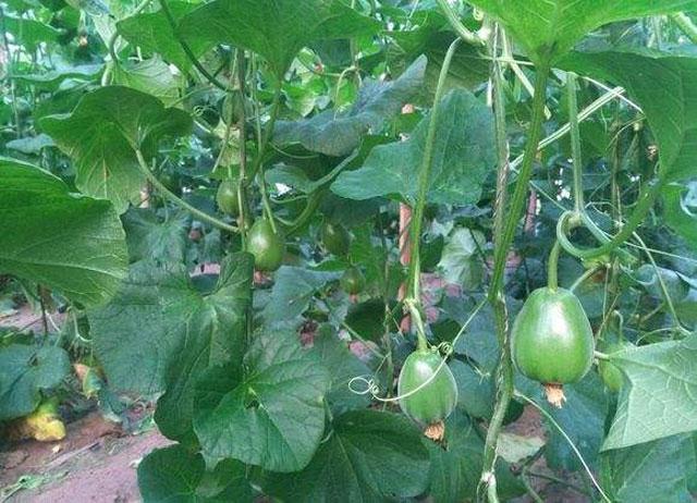 绿宝甜瓜成熟了裂口是怎么回事,绿宝甜瓜为什么裂瓜