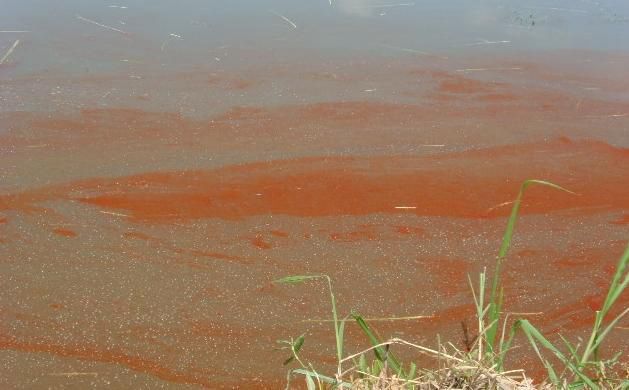 鱼塘油膜水怎么处理,养殖水体油膜多是什么原因造成的