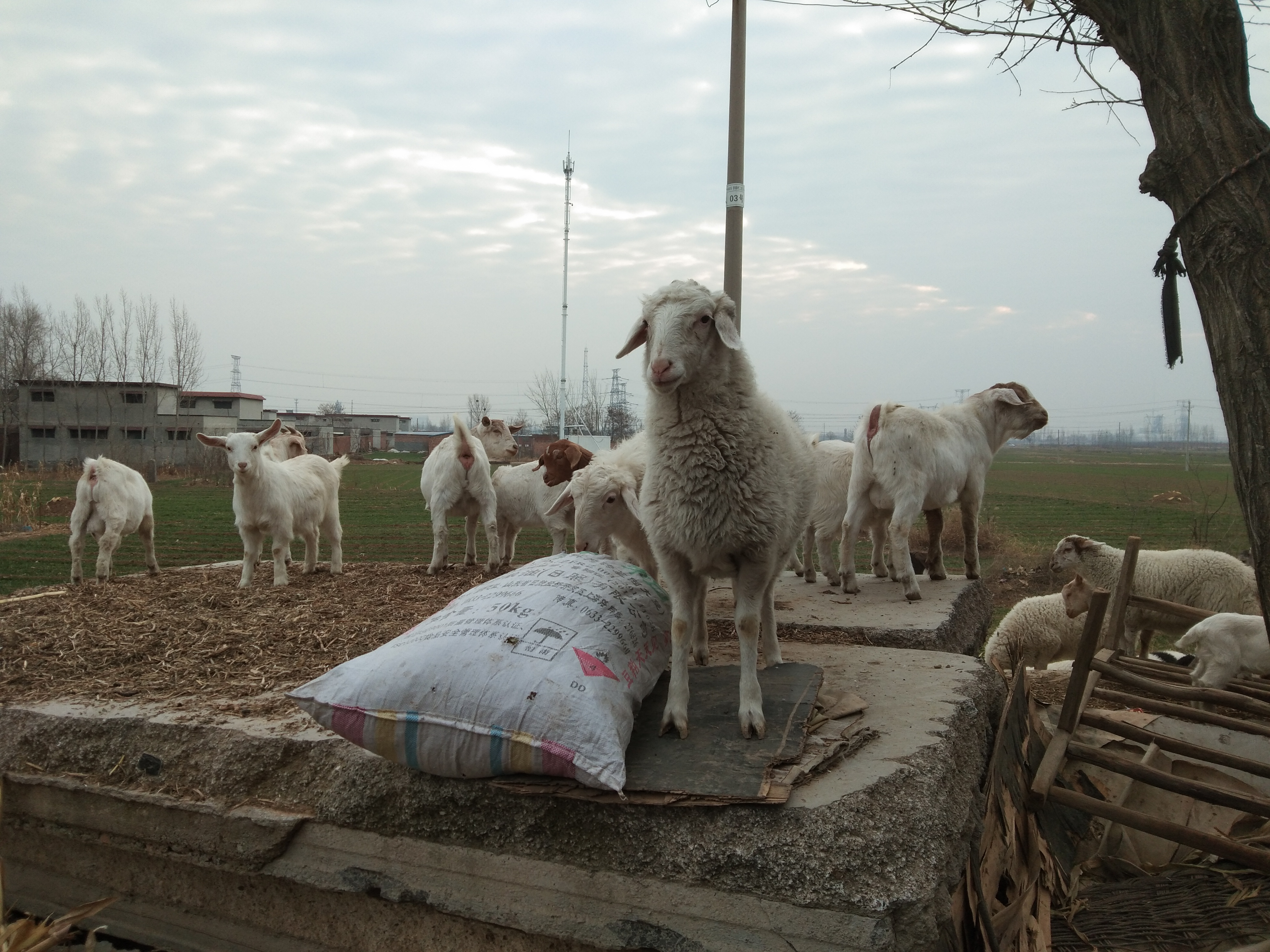 养羊常用的饲料添加剂,羊饲料中添加哪些药