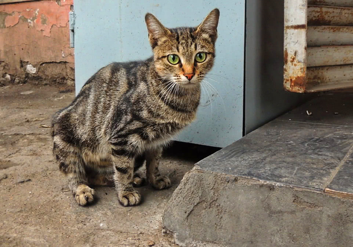 猫咪走丢了最有效的寻找方法,寻找走丢的猫猫