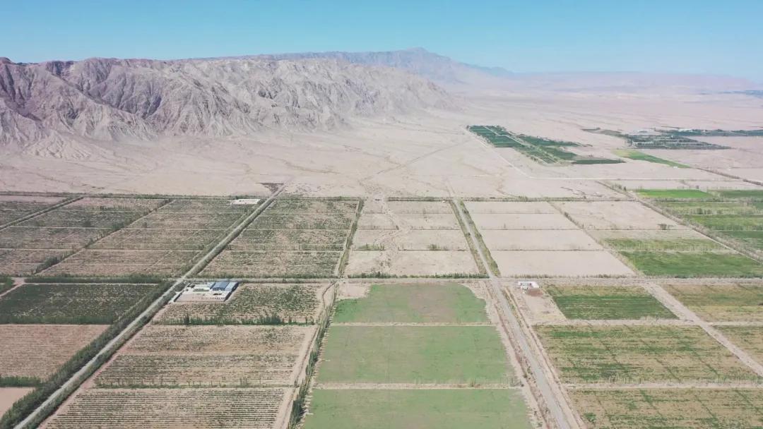 「同心奔小康」焉耆县酿酒葡萄喜获丰收红酒一瓶一码可追溯