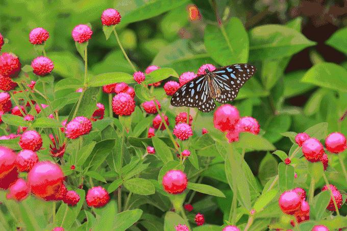 深圳南山区青青世界视频,青青世界深圳热带雨林