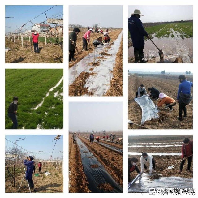 扶风杏林菊花村,宝鸡扶风杏林菊花村