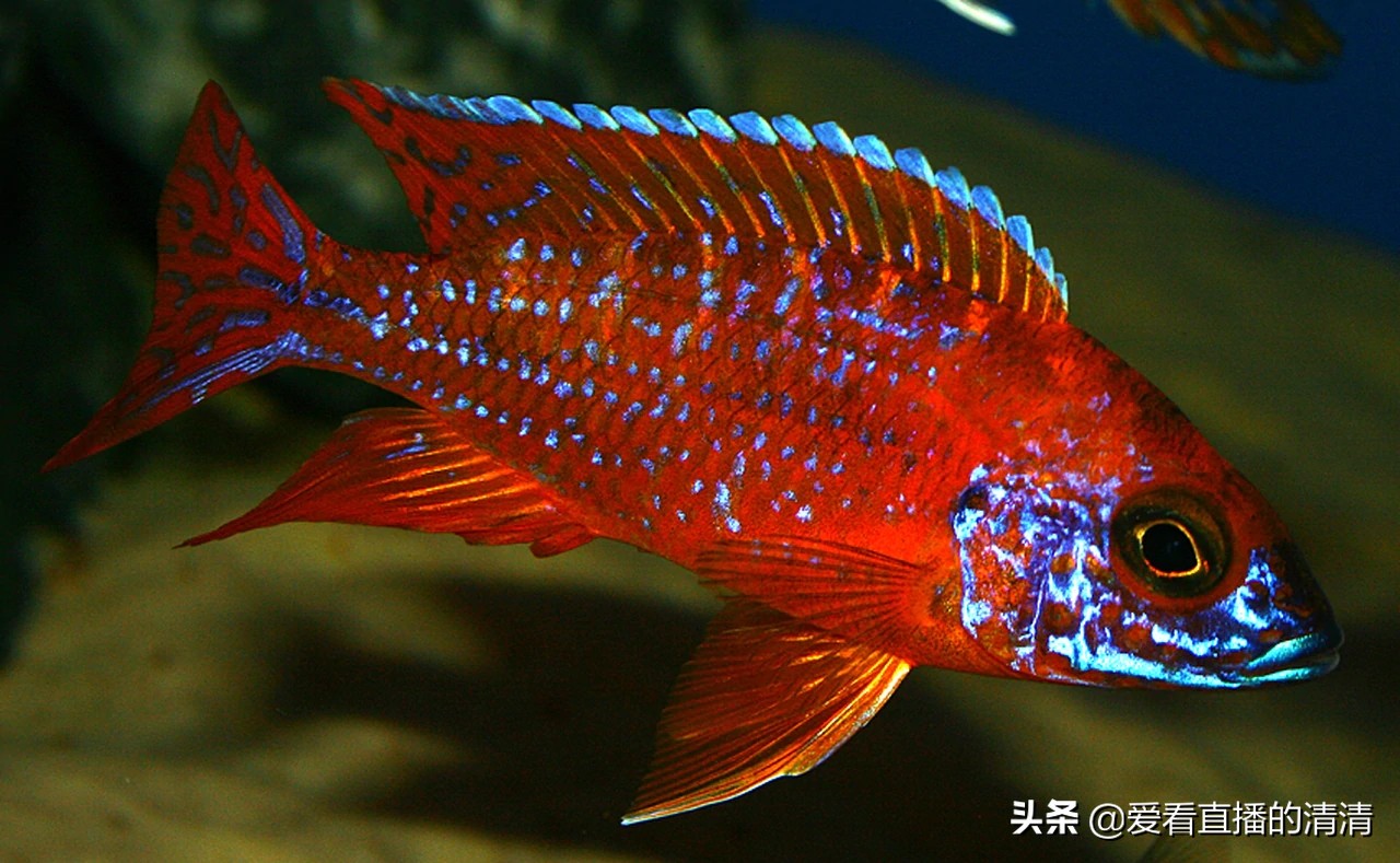 热水器溢水管防反水有用吗,热水器水养鱼行吗