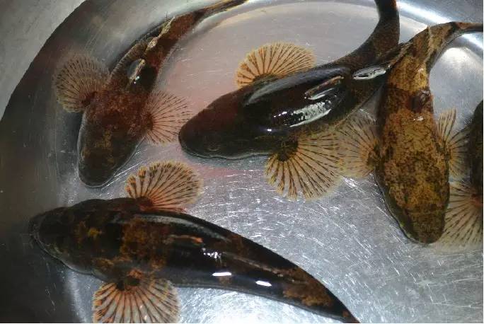 这才是上海最好的牛肉面,近期上海最牛的区