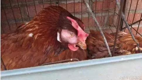 蛋鸡传染性鼻炎最佳治疗方法西医,蛋鸡得了鼻炎能好吗