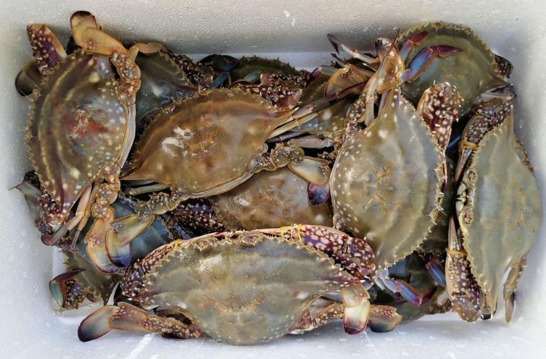 青岛老渔民教你如何挑肥螃蟹,买螃蟹的方法和技巧