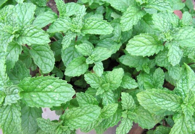 适合家里养的32种花净化空气,家里必养4种花特别漂亮