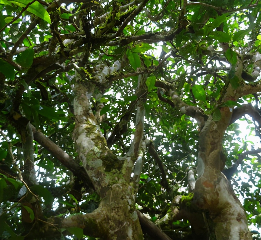 古树普洱茶茶树如何分类,普洱茶古树和单株的区别是什么