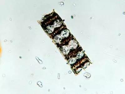 水产养殖业藻类的生命周期,水产养殖常见藻类植物