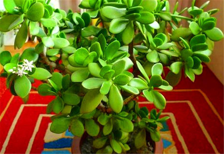 新移栽的玉树叶片打蔫怎么办,玉树叶片发蔫是怎么回事